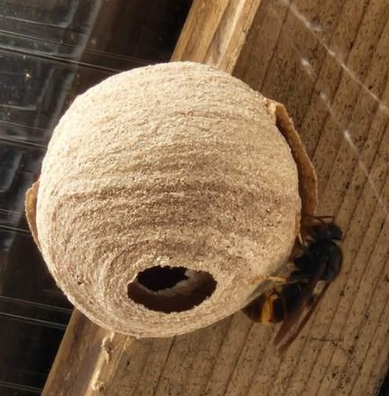 Primair nest